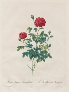 蓬蓬·罗斯（Pompon Rose），1817-1824年。 作者 Pierre Joseph Redouté