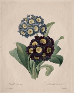 报春花，1827。 作者 皮埃尔·约瑟夫·雷杜特