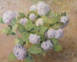 蓝色绣球花