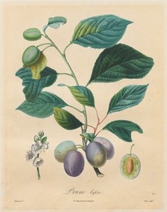 果树条约：李子（Blum bifer），1808年至1835年。