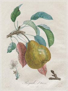 关于果树的论文：皇家细纱，1808-1835年。