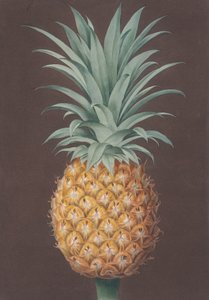光叶绿安提瓜松，1807年。 作者 亨利通知