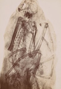 [猛禽木乃伊的X射线]，1896年。 作者 亨利·凡·赫克