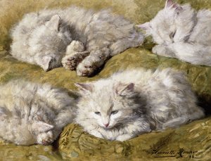 研究长毛白猫，1896年