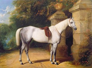 公园盖茨的灰马，1851年