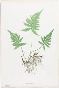 大不列颠及爱尔兰的蕨类植物  蕨类植物 作者 亨利·布拉德伯里