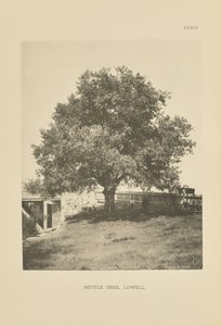 荨麻树，洛厄尔