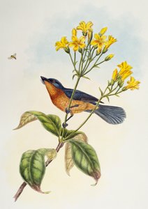 宽嘴鹟 (Myiagra ruficollis)，来自亚洲鸟类