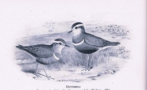 英国自然界的Dotterells，由柯林斯出版，1946年