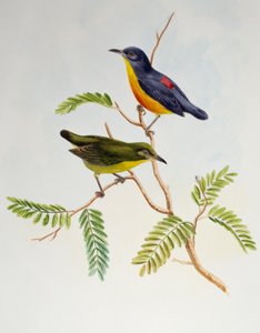 橙腹啄花鸟（Dicaeum trigonostigma），来自亚洲鸟类