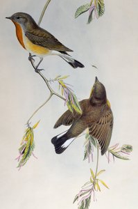 红胸鹟 (Ficedula parva)，来自英国鸟类