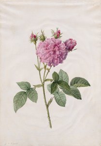 阿加莎玫瑰（Rosa Gallica Agatha）