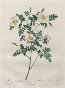 玫瑰：高雅蔷薇（Rosa Candolleana Elegans