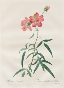 玫瑰：长叶蔷薇