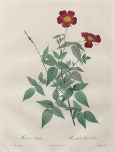 玫瑰：籼蔷薇 作者 亨利·约瑟夫·雷杜特