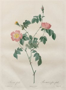 玫瑰：籼蔷薇