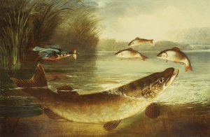 翠鸟和梭鱼捕捉鲈鱼 作者 亨利·莱昂尼达斯·罗尔夫