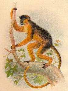 1897年，格雷厄湾
