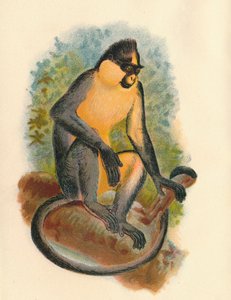 埃弗里茨·叶古尔（Everetts Langur），1897年 作者 亨利·奥格·福布斯