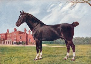 哈克尼种马Danegelt，c1905 c1910 作者 亨利·鲍威尔·帕弗瑞