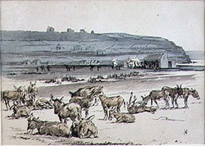 高尔夫球场上的驴子，来自《Graphic》杂志的插图，约1870年出版（平版）。