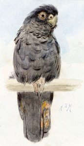 黑鹦鹉，1890年