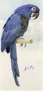 风信子金刚鹦鹉，1890年 作者 亨利·史黛西·马克斯