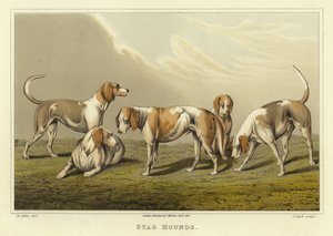 雄鹿猎犬（chromolitho） 作者 亨利·托马斯·阿尔肯