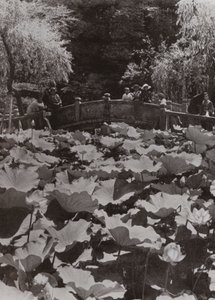 A Lotus-Pond (b/w photo) 作者 赫伯特·庞廷