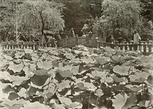1910年的荷花池。 作者 赫伯特·庞廷