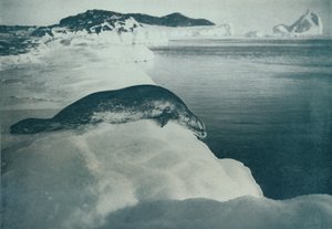潜水的威德尔海豹，1913年，1913年 作者 赫伯特·庞廷
