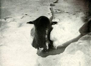 1913年11月，威德尔海豹上冰了，1913年 作者 赫伯特·庞廷