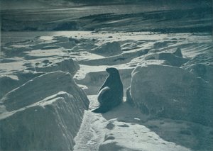 海滩上的威德尔海豹，1913年，1913年 作者 赫伯特·庞廷