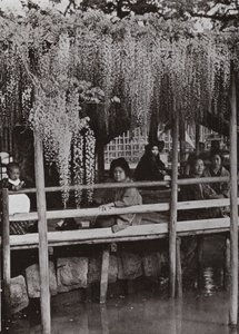 A Wistaria Arbour at Kameido (b/w photo) 作者 赫伯特·庞廷