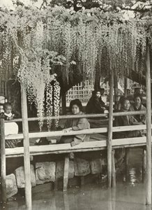 1910年在龟户的紫藤乔木。 作者 赫伯特·庞廷