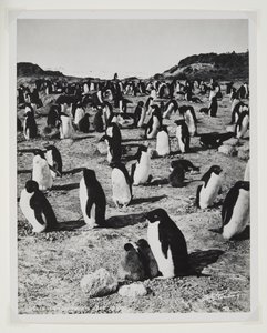 Cape Royds的Adelie Penguins（溴化物印刷品） 作者 赫伯特·庞廷