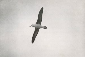 信天翁（Albatross Soaring），c19101913，1913年 作者 赫伯特·庞廷