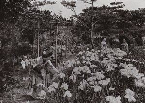 在堀切的鸢尾花园（黑白照片） 作者 赫伯特·庞廷