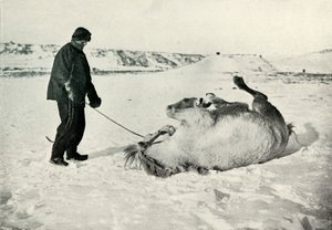 樱桃·加拉德（Cherry-Garrard）在雪地里给小马迈克尔（Michael A）滚雪球，1913年，1913年 作者 赫伯特·庞廷