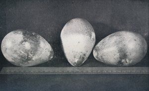 克雷泽角的帝企鹅蛋，1911年，1913年 作者 赫伯特·庞廷