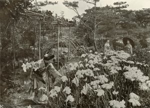 1910年，在虹膜花园中。 作者 赫伯特·庞廷