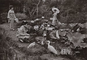 在莲花花园（黑白照片） 作者 赫伯特·庞廷