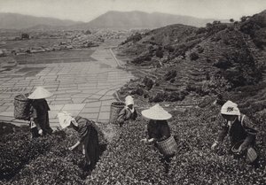 1920 年代的日本：茶叶收获（黑白照片） 作者 赫伯特·庞廷