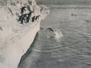 企鹅跳水，1913年，1913年 作者 赫伯特·庞廷