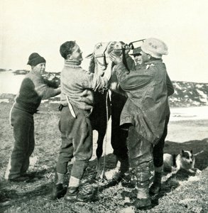 小马拿威士忌，1911年2月8日，1913年 作者 赫伯特·庞廷