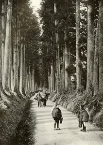1910年在日光的柳杉 作者 赫伯特·庞廷