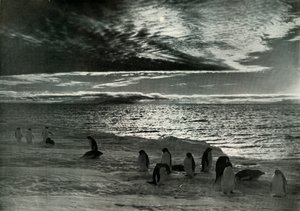 1913年，麦克默多峡湾的午夜太阳，c19101913， 作者 赫伯特·庞廷