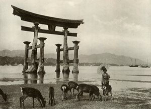 1910年在宫岛的旧鸟居。 作者 赫伯特·庞廷