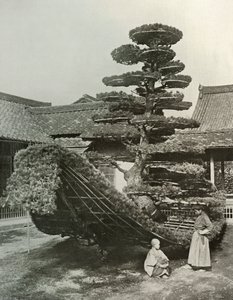 1910年在金阁寺的松树垃圾 作者 赫伯特·庞廷