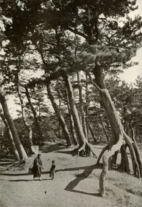 Shizu-Ura的松树，1910年。 作者 赫伯特·庞廷